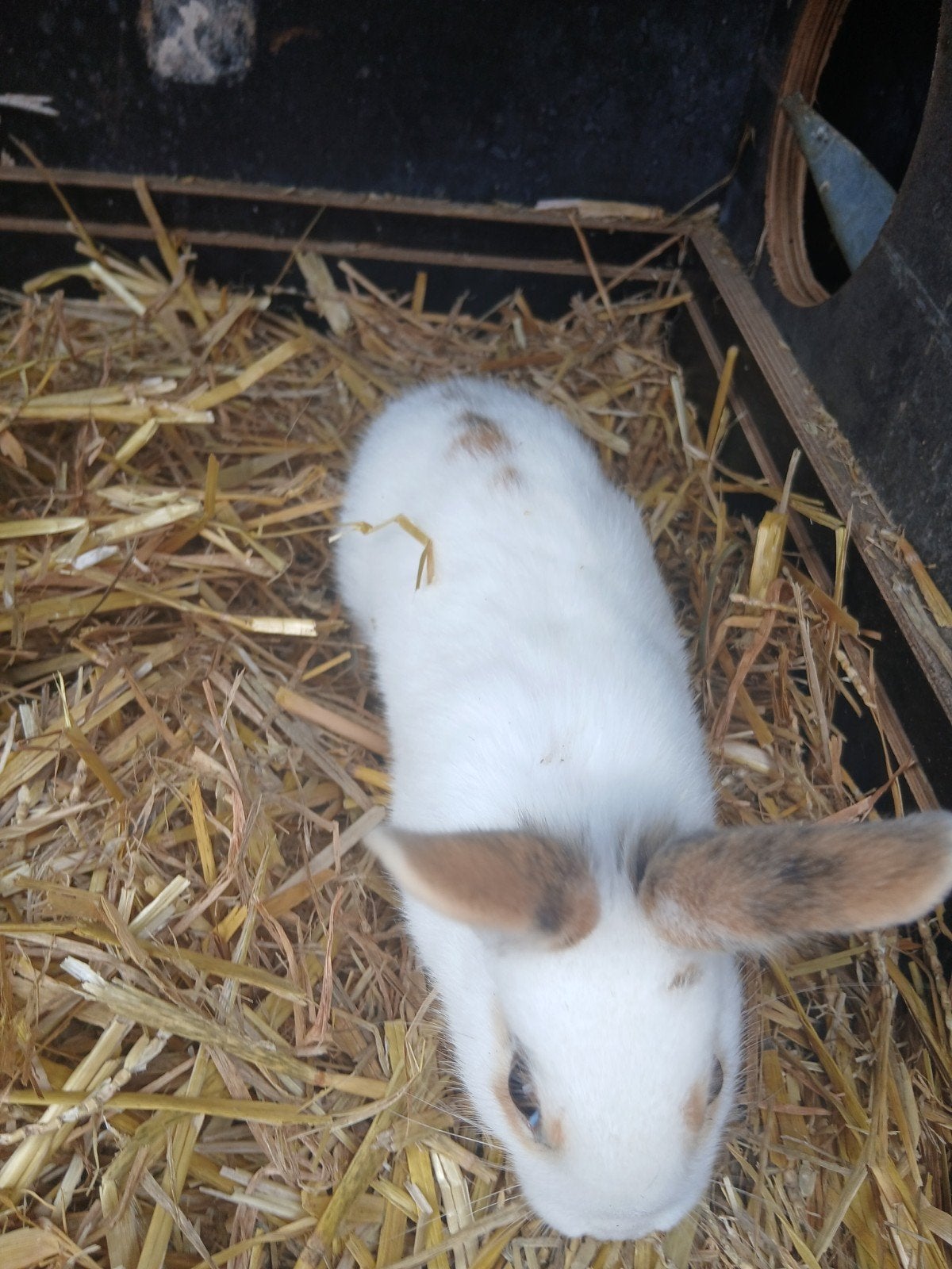 Mooie jonge konijnen, Dieren en Toebehoren, Konijnen, Meerdere dieren, Groot, 0 tot 2 jaar