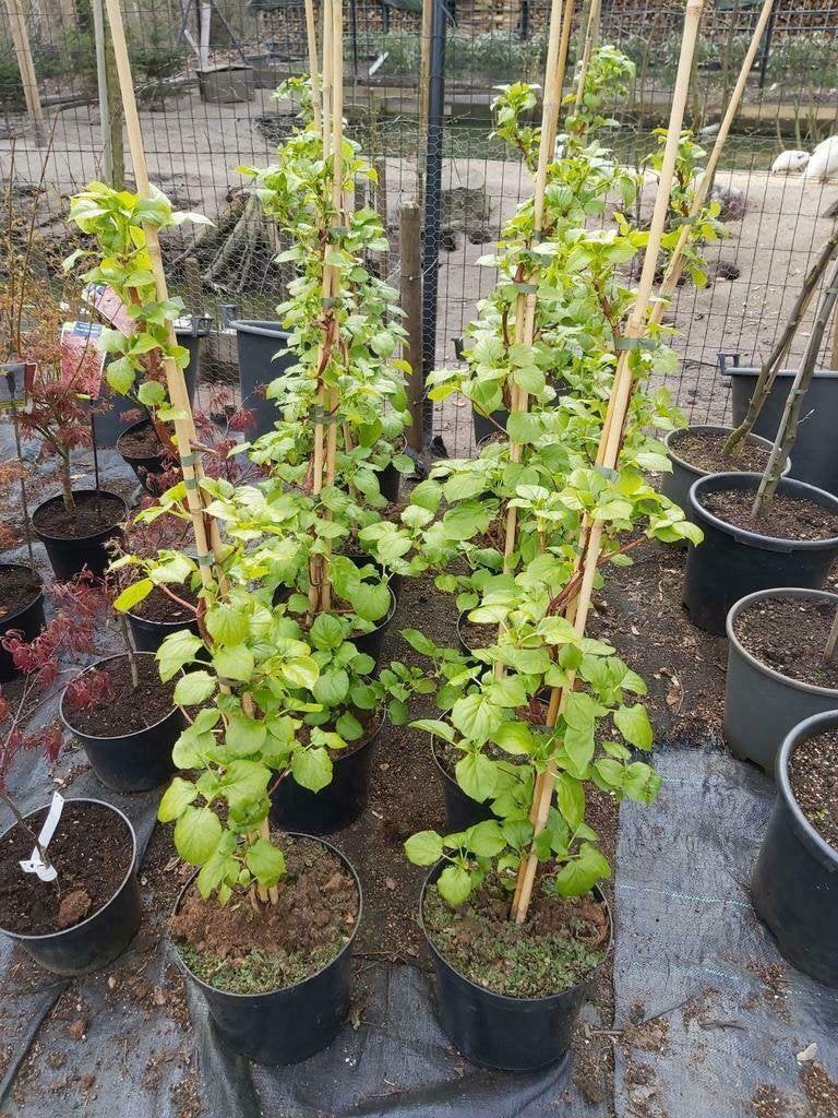 Klimhortensia, Tuin en Terras, Planten | Tuinplanten, Vaste plant, Klimplanten, Volledige schaduw, Zomer, Ophalen