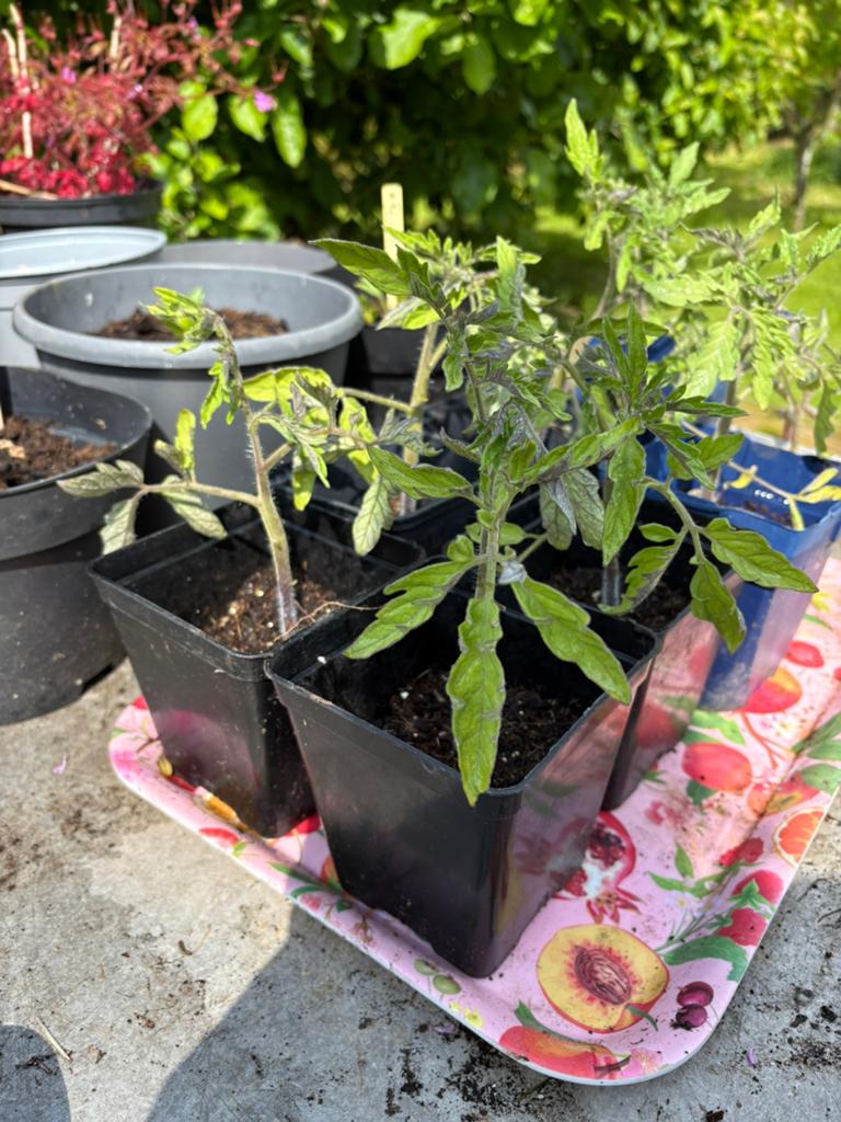 Tomaten plantjes, biologisch opgekweekt, Tuin en Terras, Planten | Tuinplanten, Ophalen, Eenjarig, Groenteplanten, Volle zon