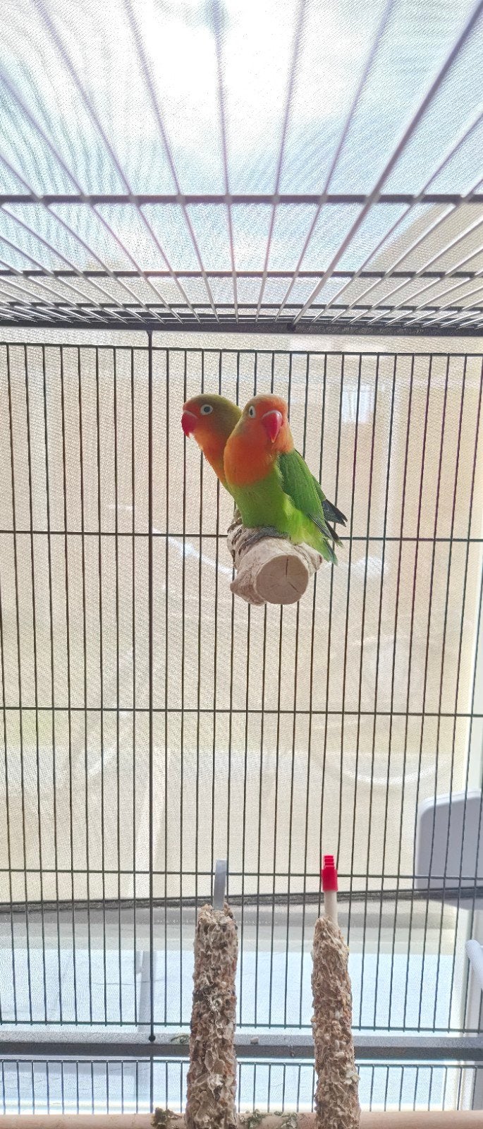 2 dwergpapegaaien, kooi en toebehoren te koop!, Dieren en Toebehoren, Meerdere dieren, Tam