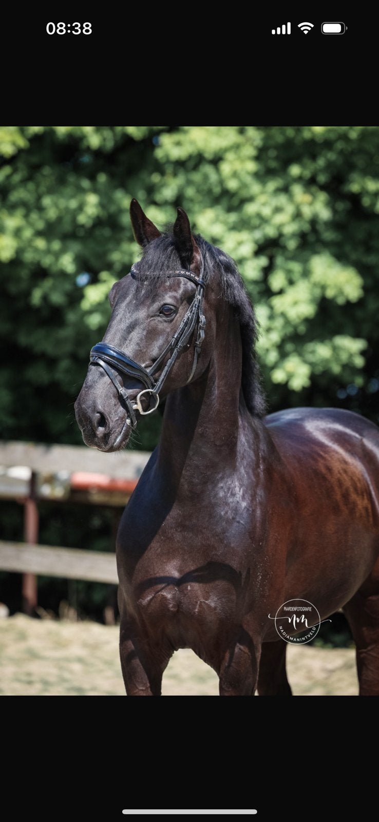 Te koop lieve tuiger met een hart van goud., Ruin, Recreatiepaard