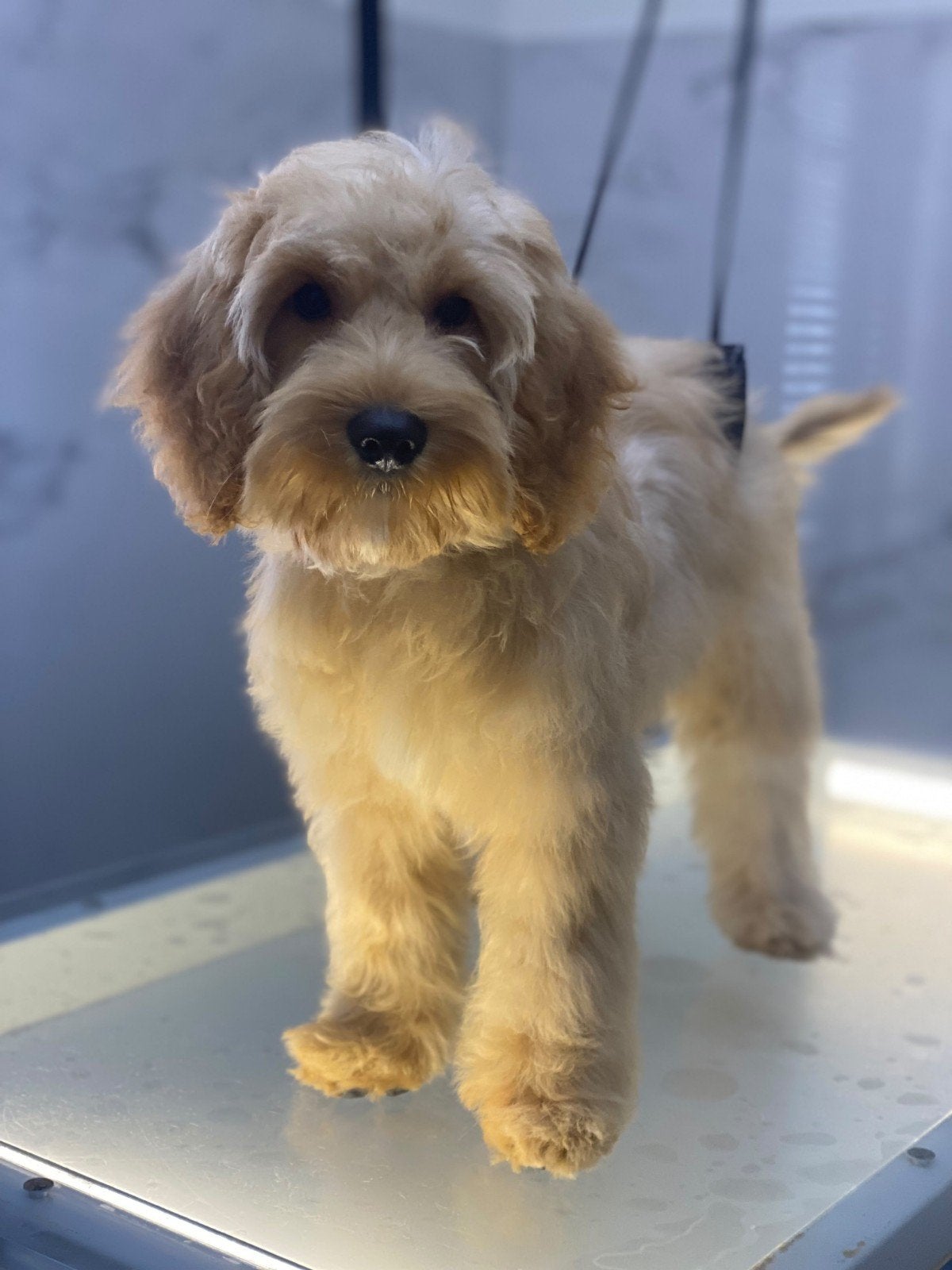 cockapoo pup, 15 weken tot 1 jaar, Reu, CDV (hondenziekte), Eén hond