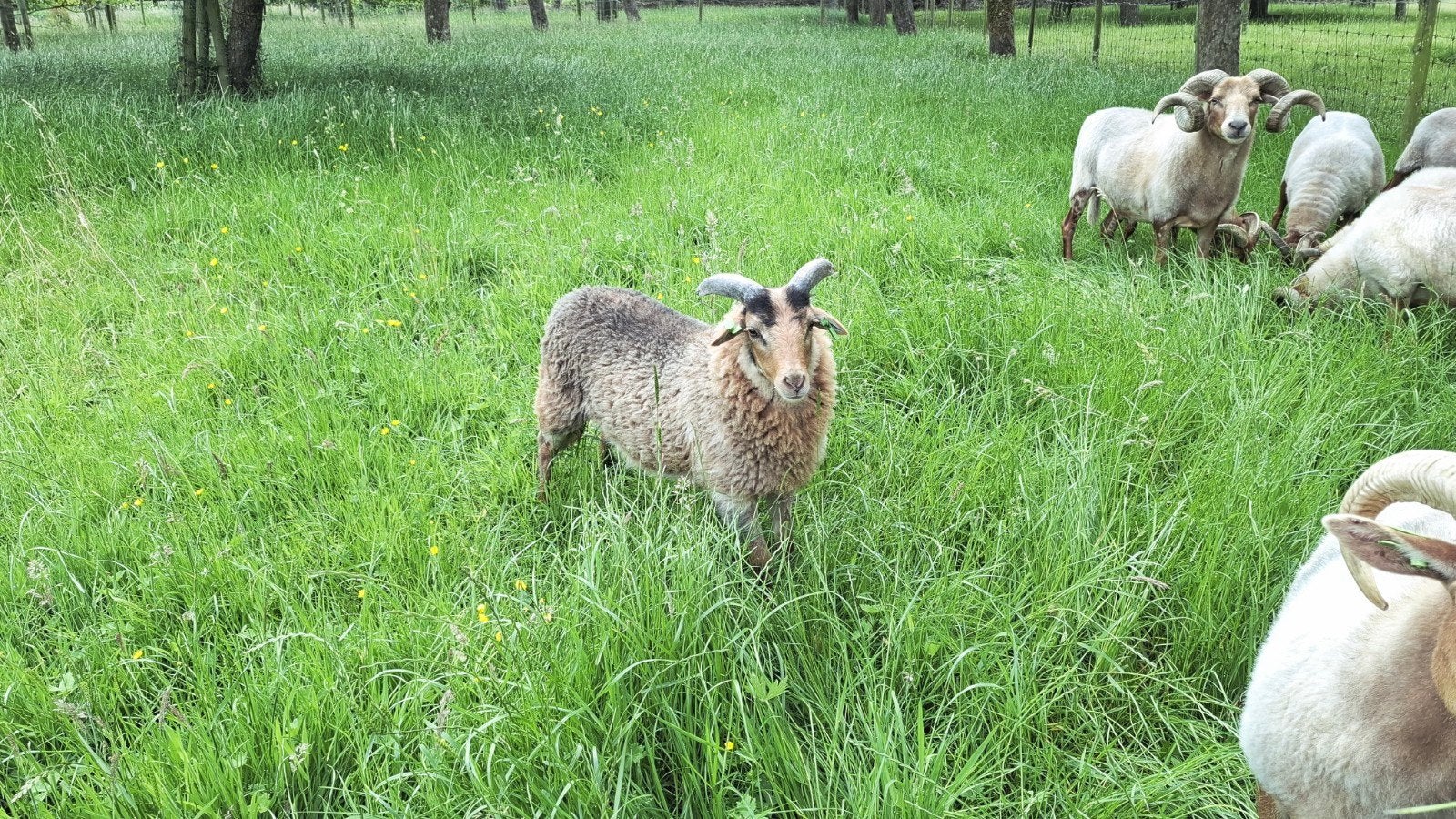 Tka 2 zuivere Drentse Heidenschaap rammen., Mannelijk, Schaap