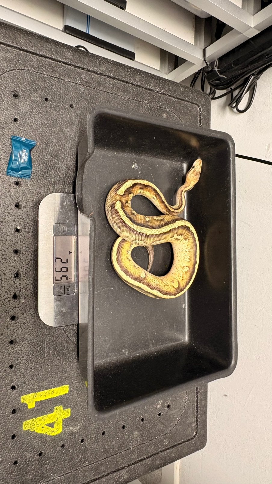 Ball python stranger fire yellowbelly 100% clown Ball Python photo 4