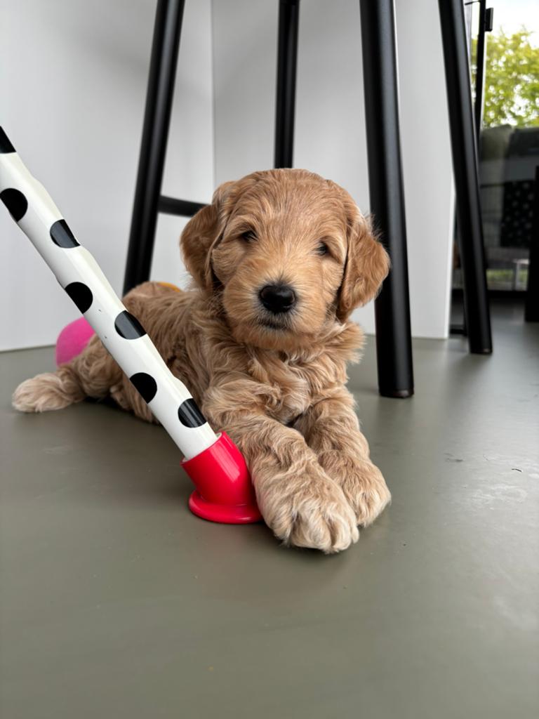 Australian Labradoodle pup, Dieren en Toebehoren, Honden | Retrievers, Spaniëls en Waterhonden, Parvo, 8 tot 15 weken, Eén hond