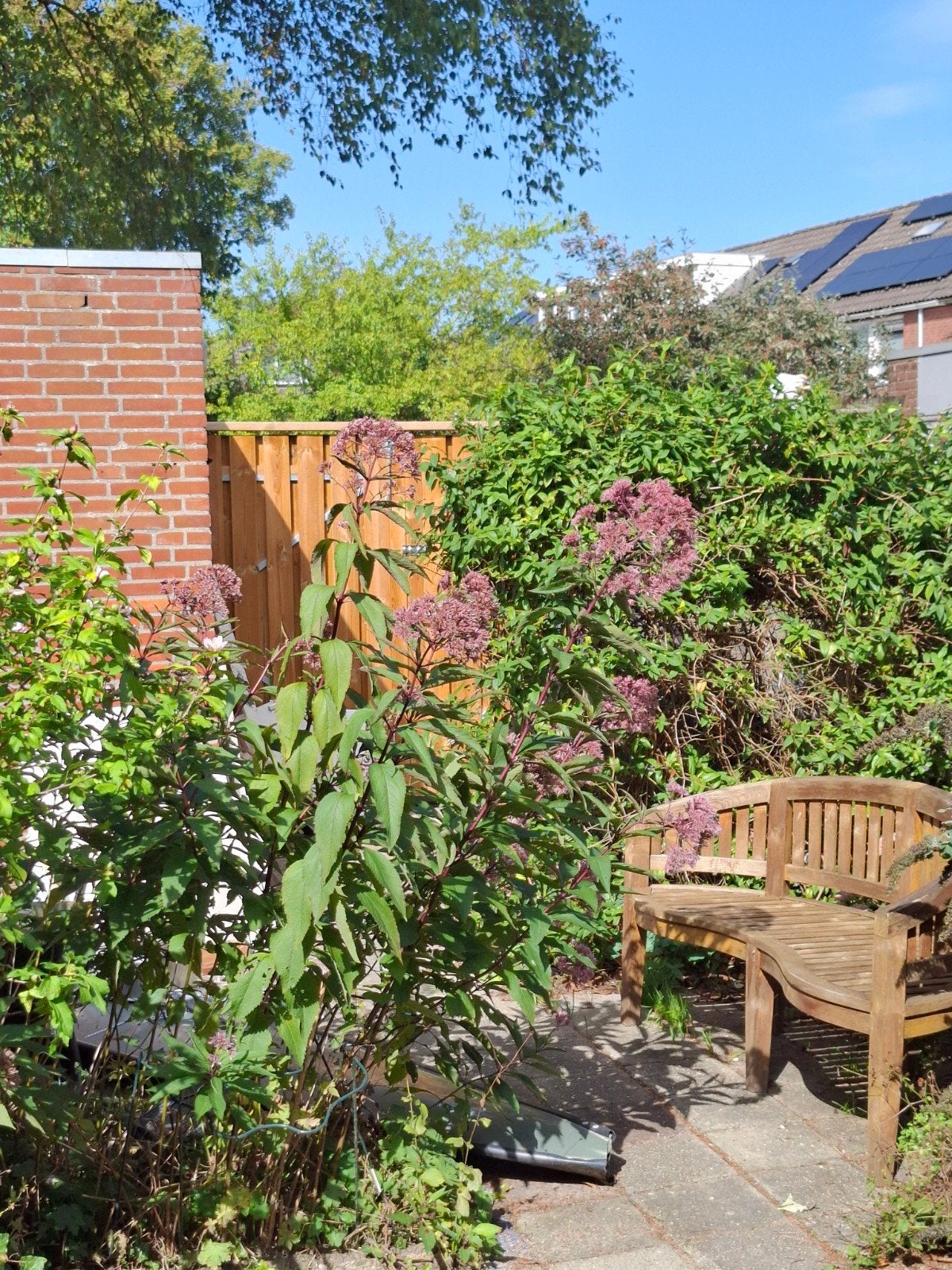 plant, Tuin en Terras, Ophalen of Verzenden, Halfschaduw, Overige soorten, Minder dan 100 cm