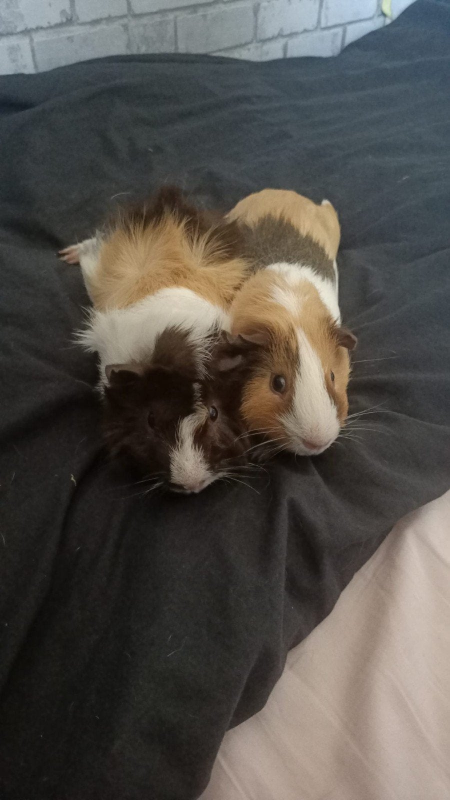 2 super lieve cavia beertjes (broertjes), Dieren en Toebehoren, Cavia, Juni, Mannelijk, Tam