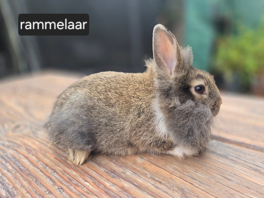 Tamme konijntjes, Dieren en Toebehoren, Meerdere dieren, Klein, 0 tot 2 jaar
