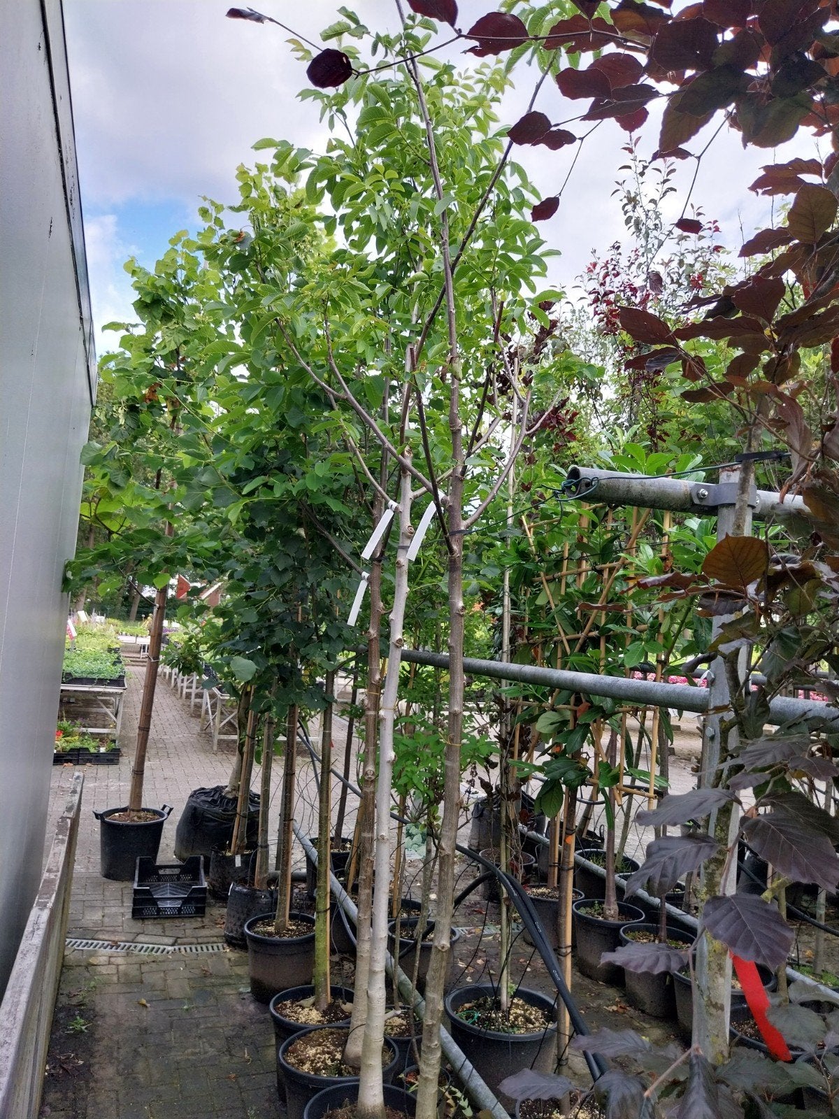 Walnootboom (Juglans Regia) - Grote maat, Overige soorten, Lente, 250 tot 400 cm, Ophalen