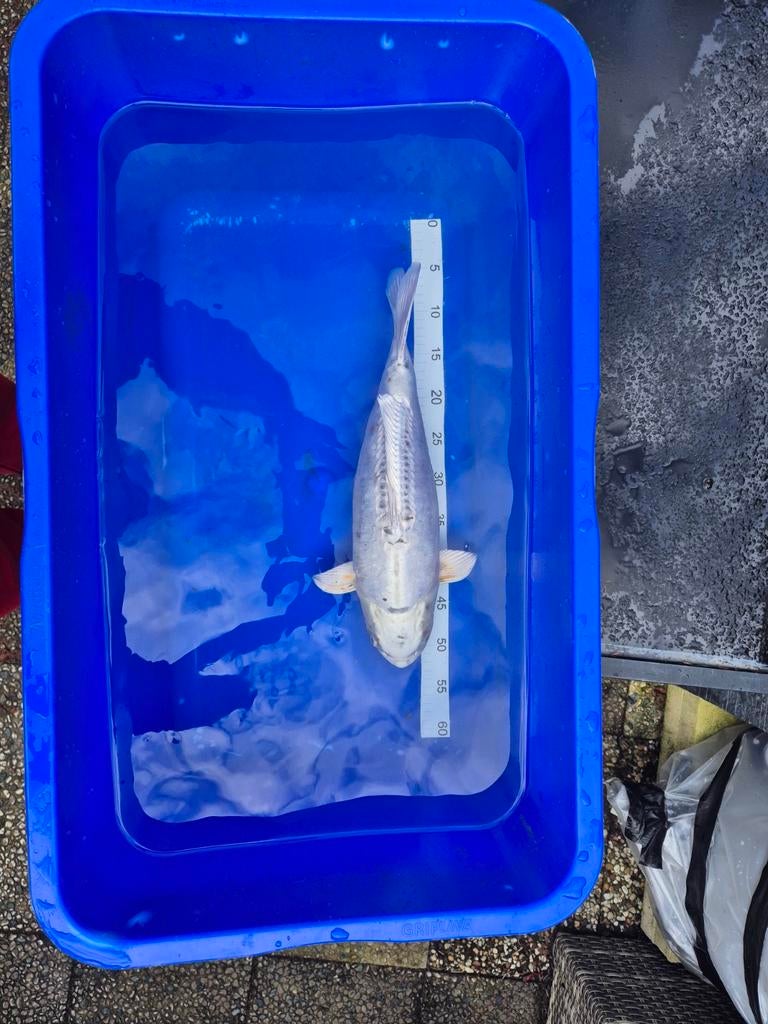 Kikokuryu +/- 49cm koi karper, Karper of Koi