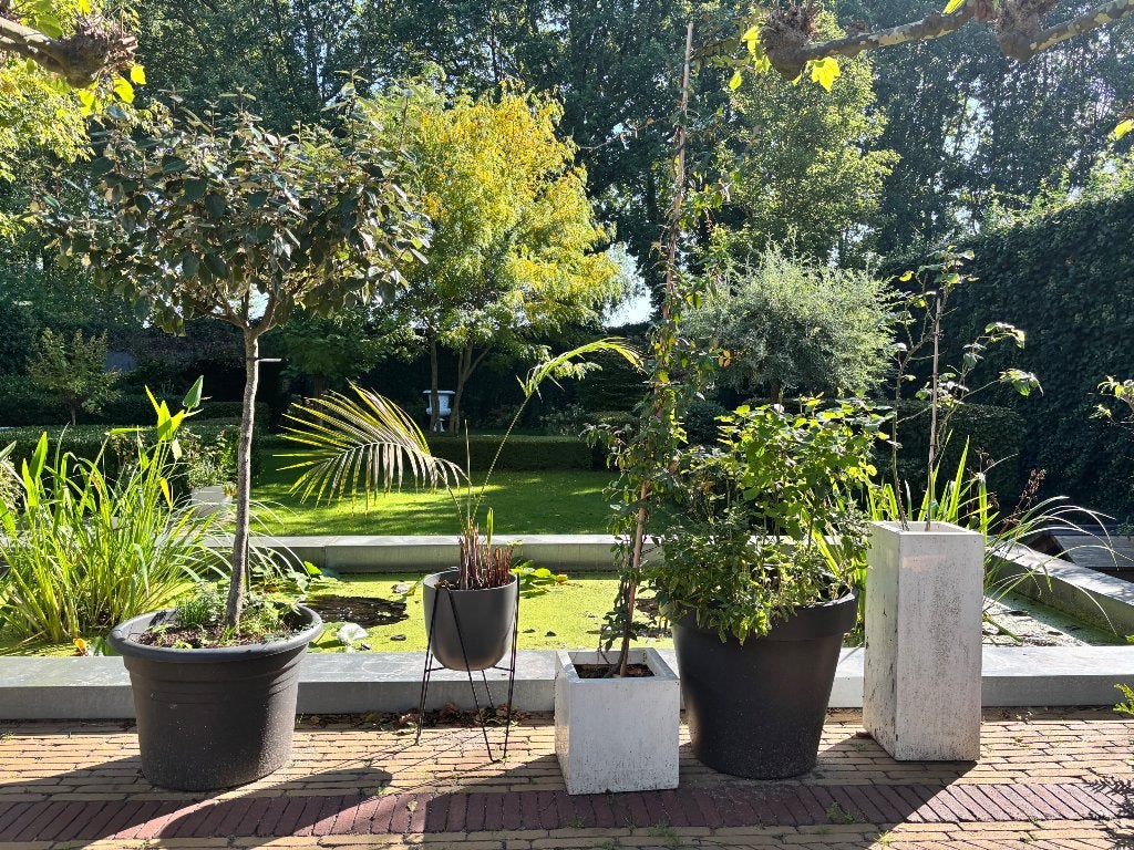 Olijfwilg , jasmijn, rozen en palm 5 stuks €75,-, Tuin en Terras, Overige soorten, 100 tot 250 cm, Zomer, Ophalen