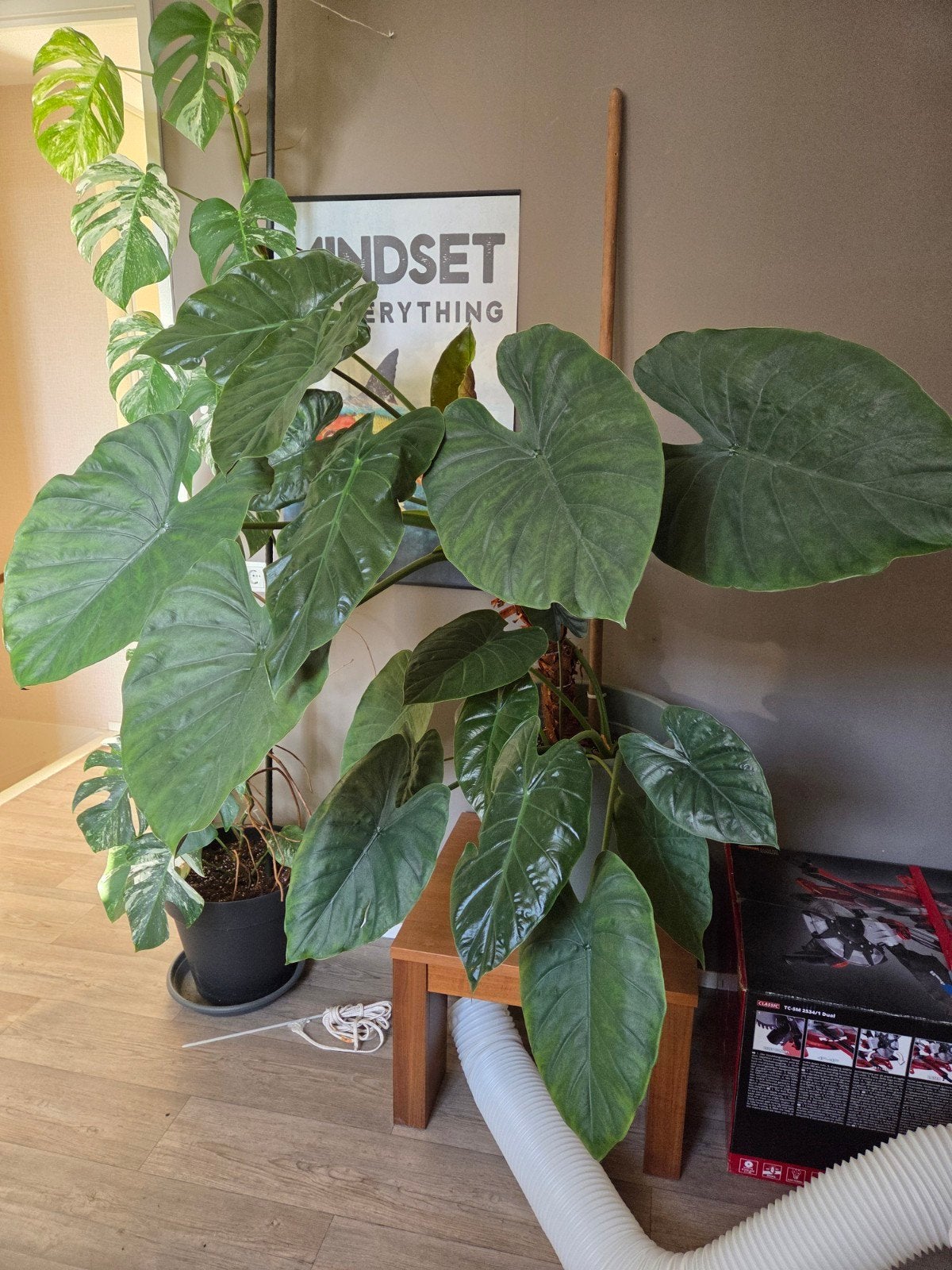 Alocasia Regal Shields Olifantsoor incl. pot en stok, Huis en Inrichting, Ophalen, Overige soorten, Halfschaduw, In pot