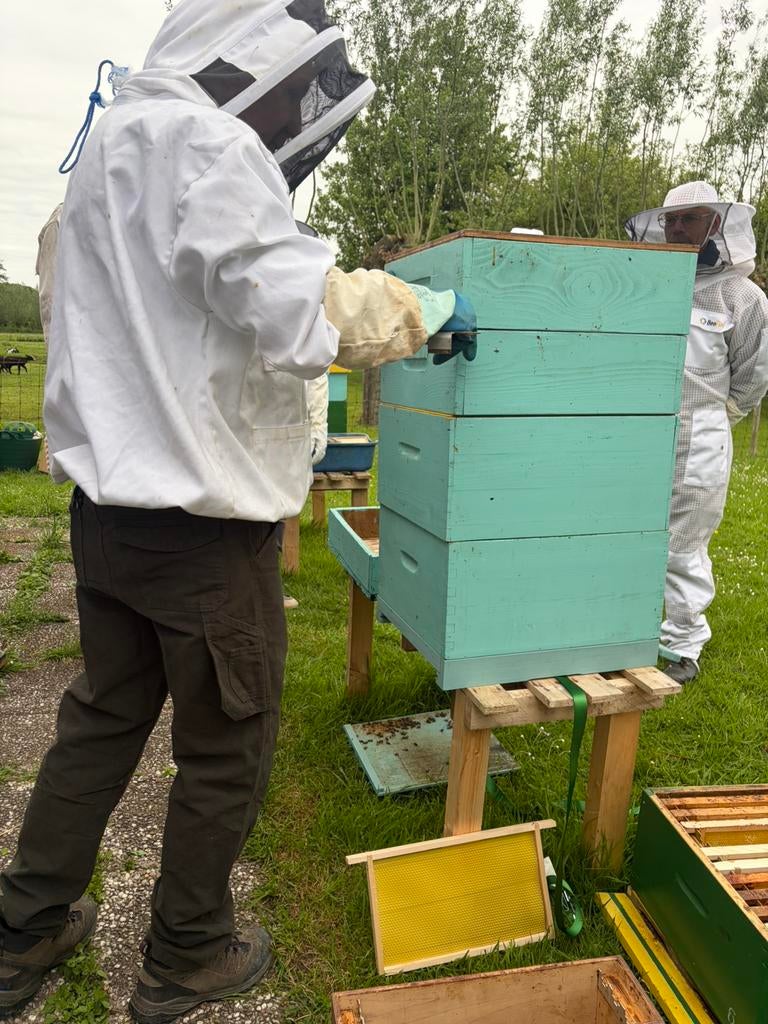 Gezocht: iemand die bijenkasten wil inscharen – Papendrecht, Dieren en Toebehoren, Bijen