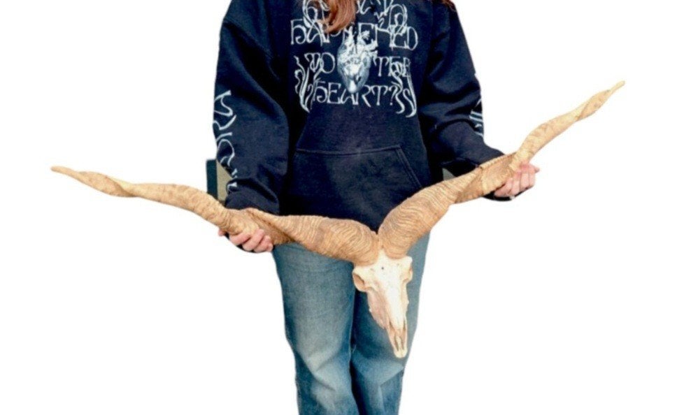 Xxl Racka schaap schedel. ZELDZAAM, Ophalen of Verzenden, Nieuw, Beeldje of Figuurtje