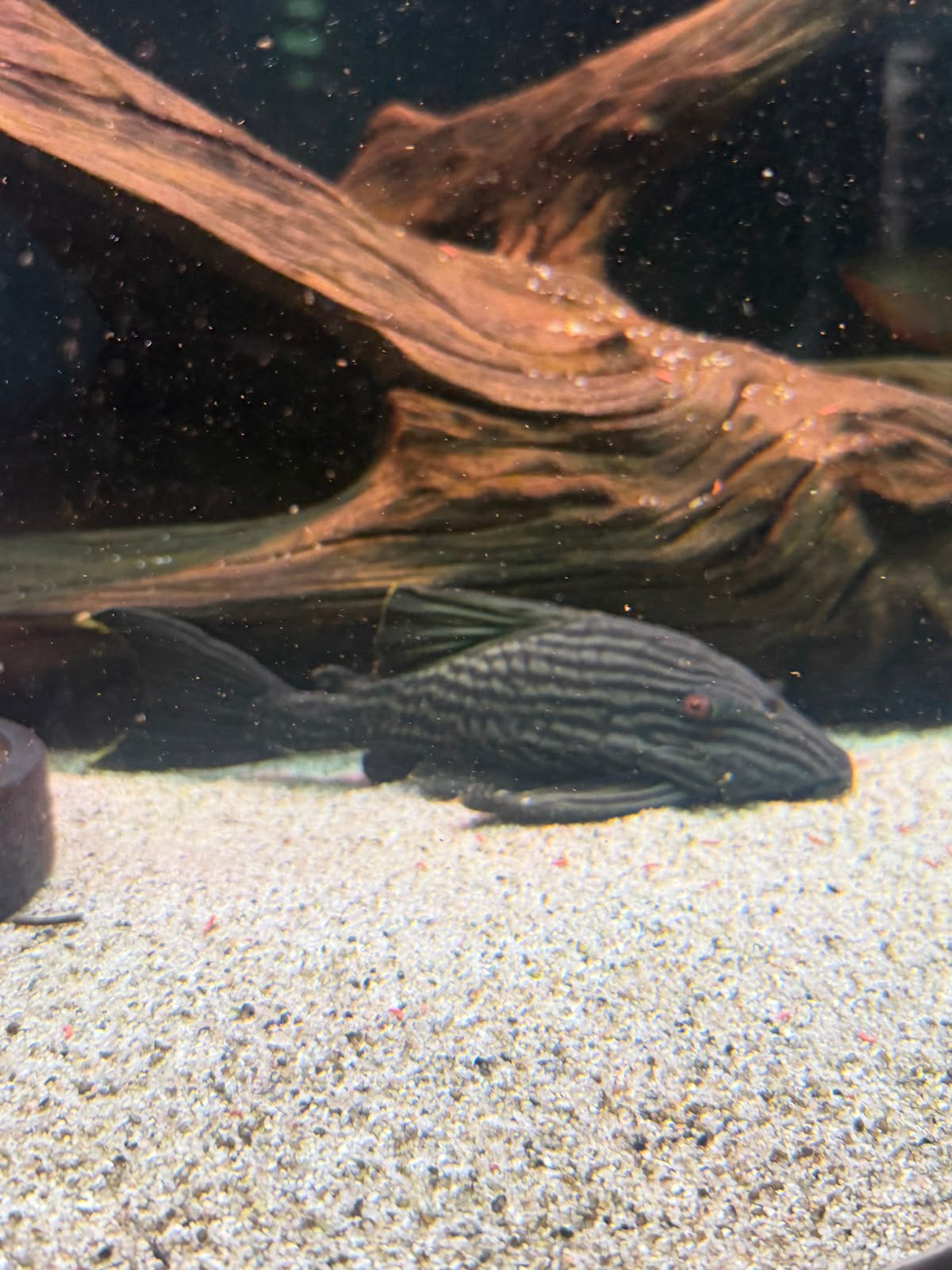 L190 Pleco, Dieren en Toebehoren, Vissen | Aquariumvissen, Vis