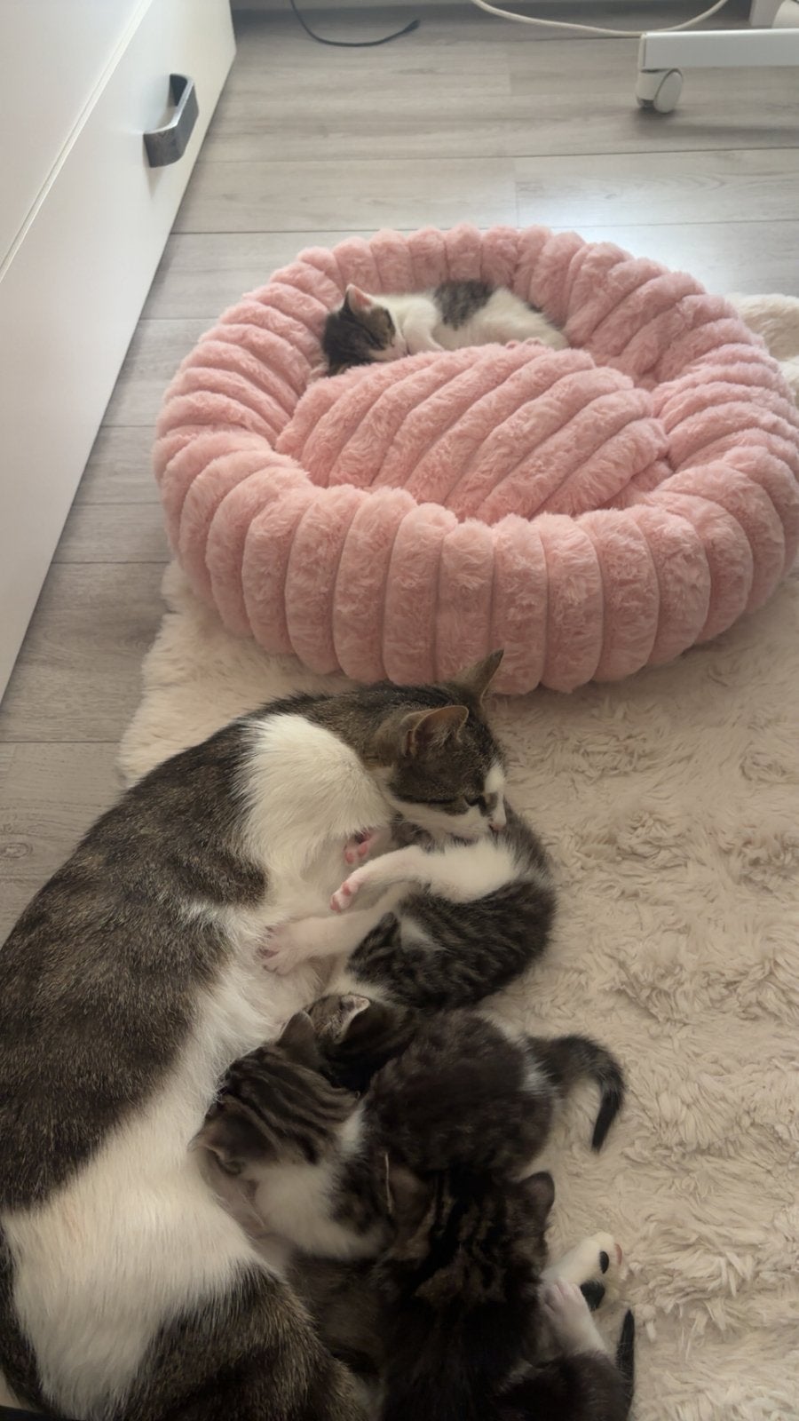 Vier lieve kittens zoeken hun gouden mandje, Meerdere dieren, Kortharig, 0 tot 2 jaar