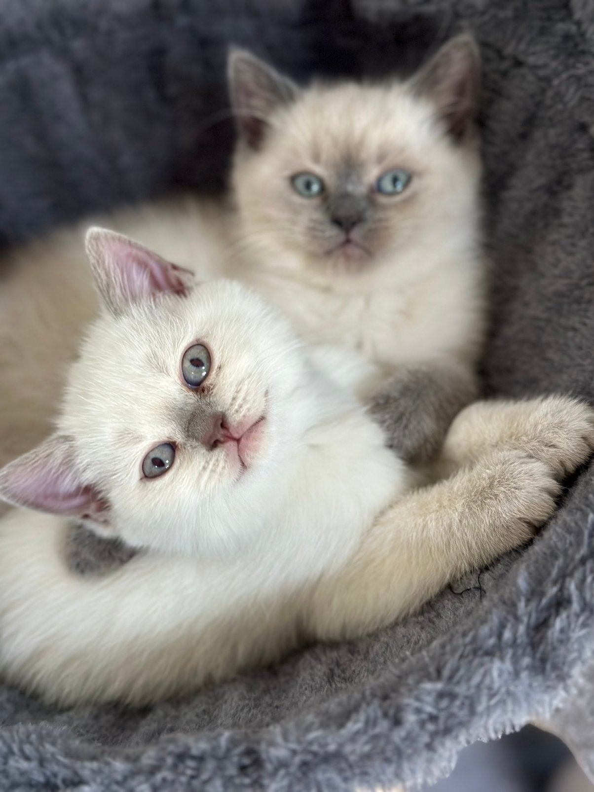 Britse korthaar kitten, 1 poesje, Dieren en Toebehoren, Meerdere dieren, Kortharig, 0 tot 2 jaar