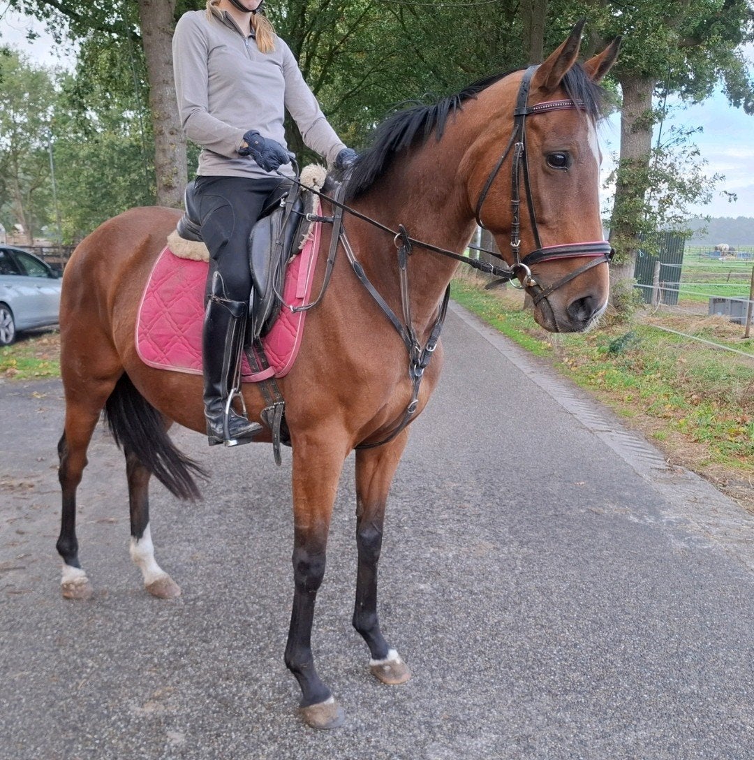 Superbrave 7 jr allrounder 1,57(recreatie-manege-sport), B, 7 tot 10 jaar, Recreatiepony, Merrie