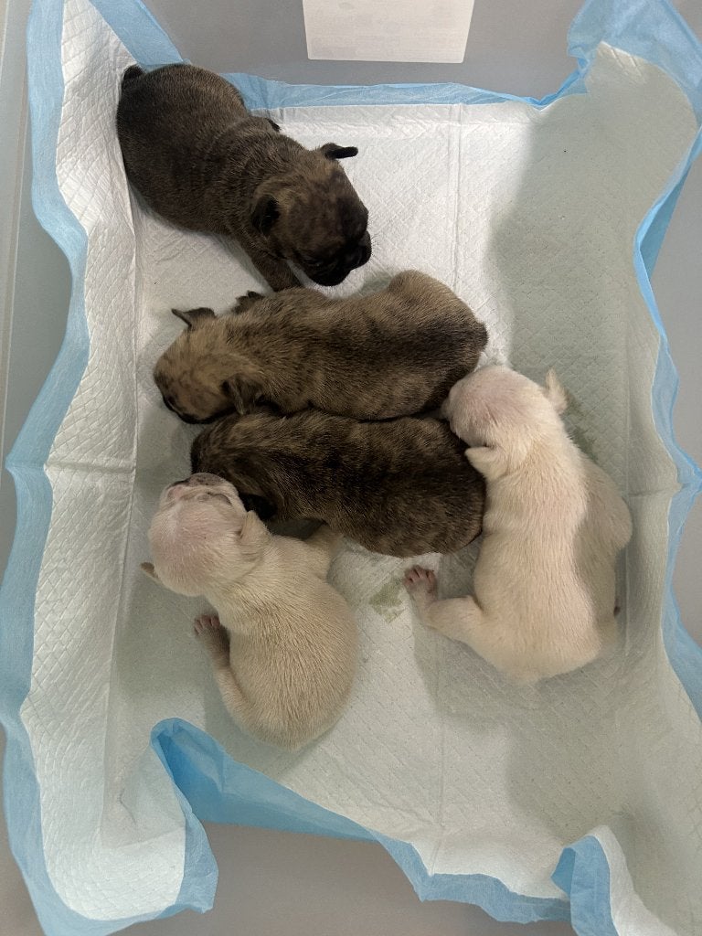 Franse Bulldog ouders aanwezig, België, Particulier, 8 tot 15 weken, Bulldog