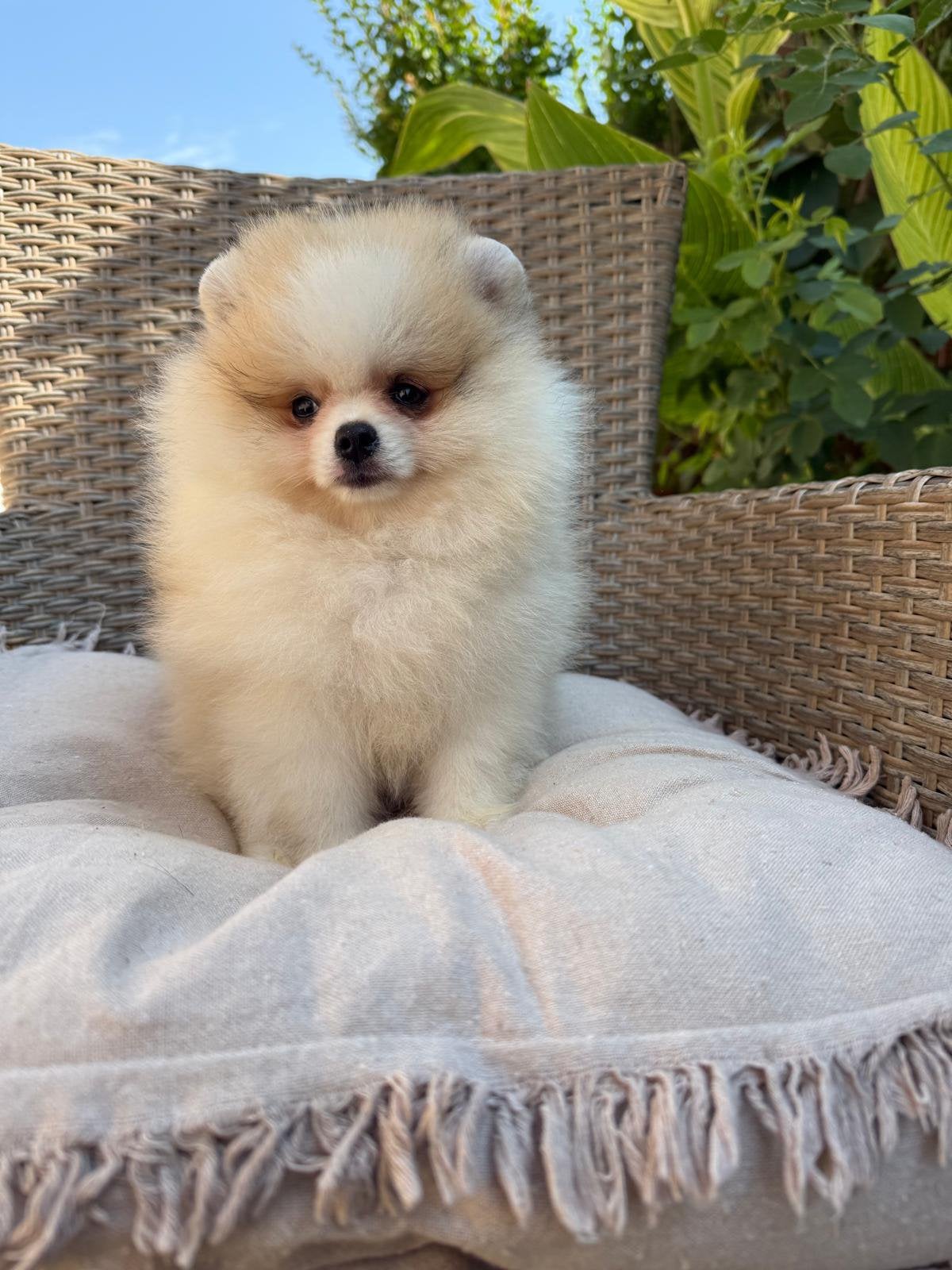 Pomeriaan pup, Dieren en Toebehoren, Honden | Chihuahua's en Gezelschapshonden, Overige rassen, 8 tot 15 weken, Buitenland, Teef