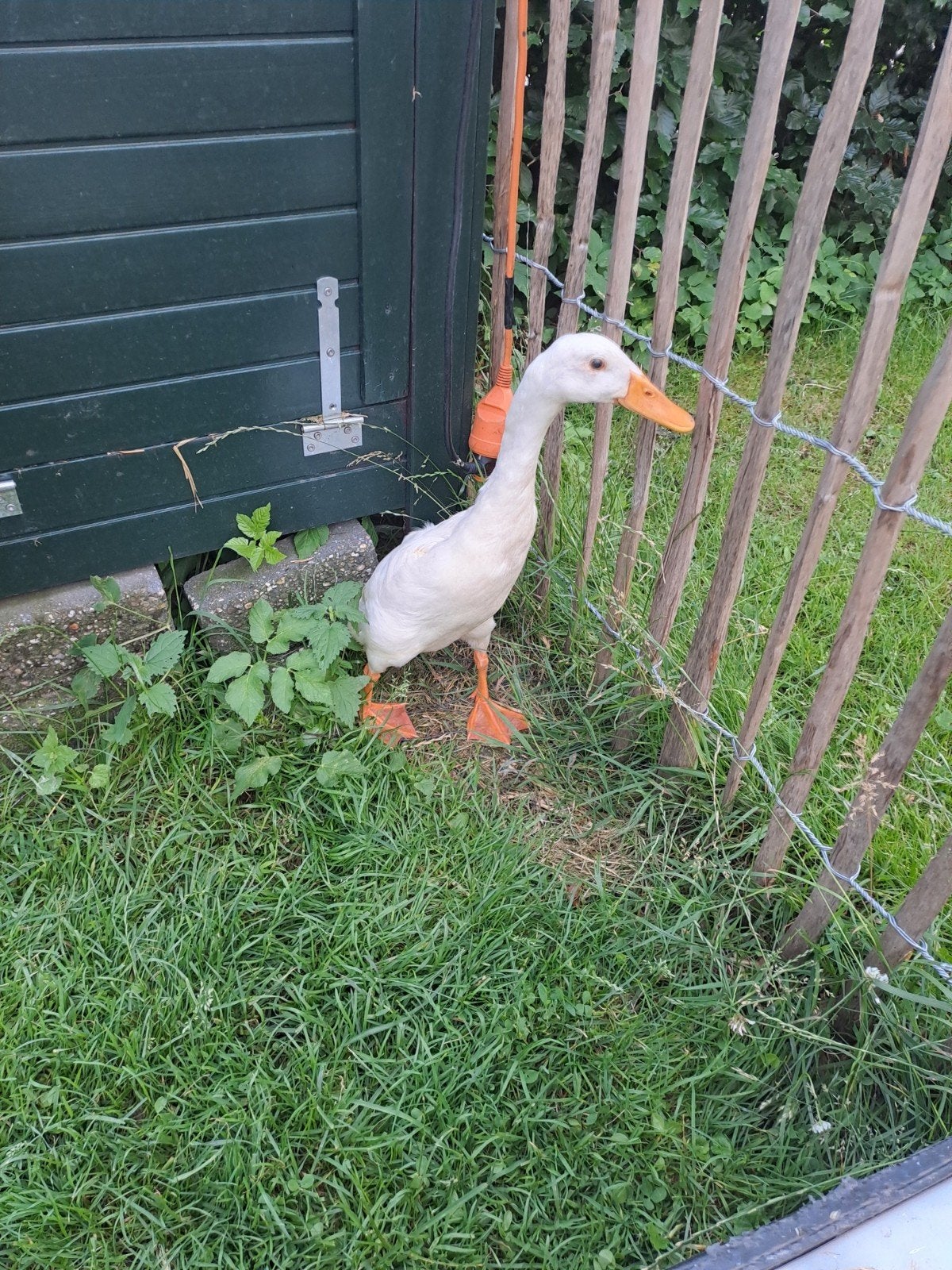 Loopeend, Dieren en Toebehoren, Mannelijk, Eend