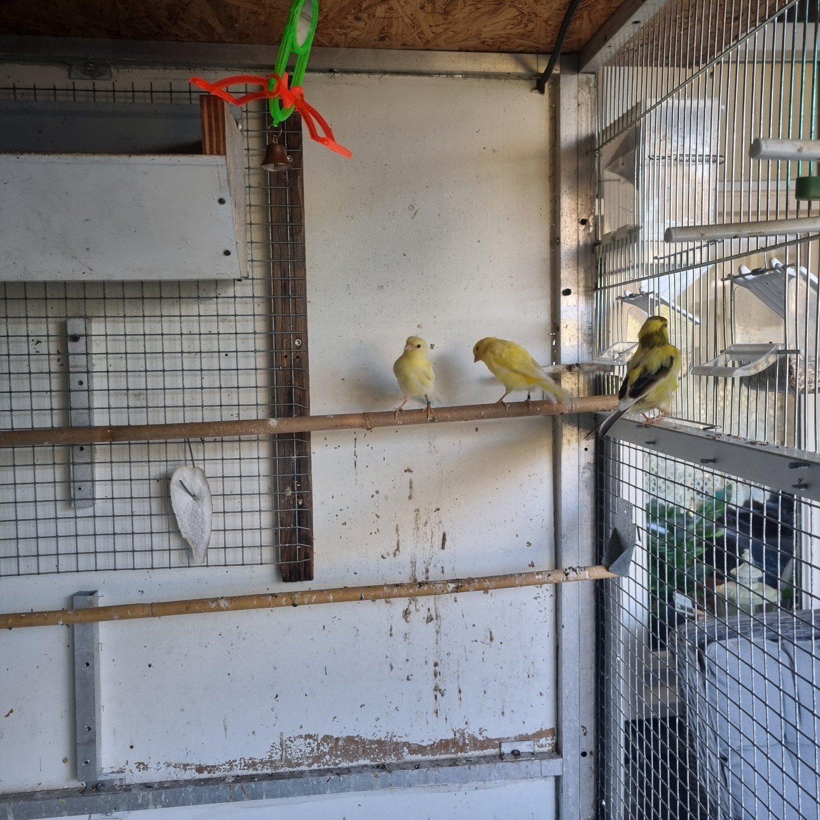 kanarie geel, Meerdere dieren, Kleurkanarie