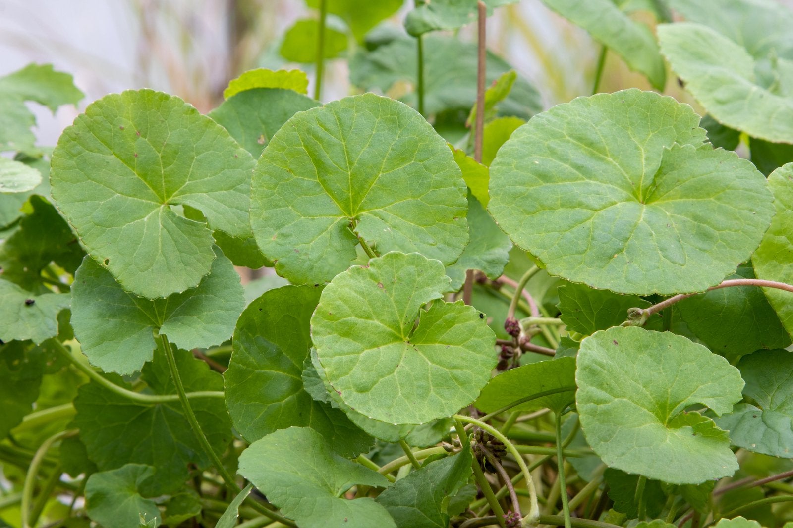 Gotu kola (Centella asiatica), Ophalen of Verzenden, Volle zon