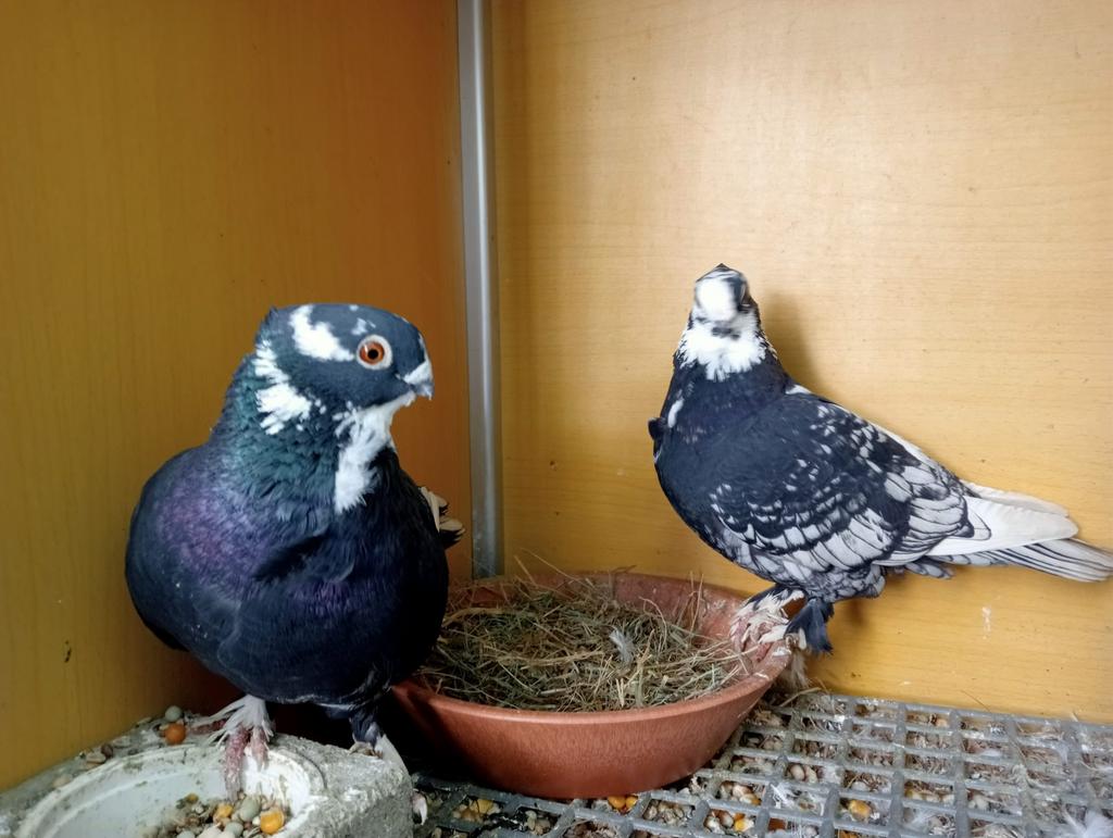 Sierduiven, Dieren en Toebehoren, Vogels | Duiven, Meerdere dieren, Overige soorten