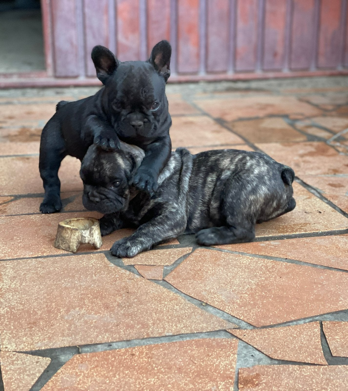 Franse bulldog pups, België, Particulier, CDV (hondenziekte), 8 tot 15 weken