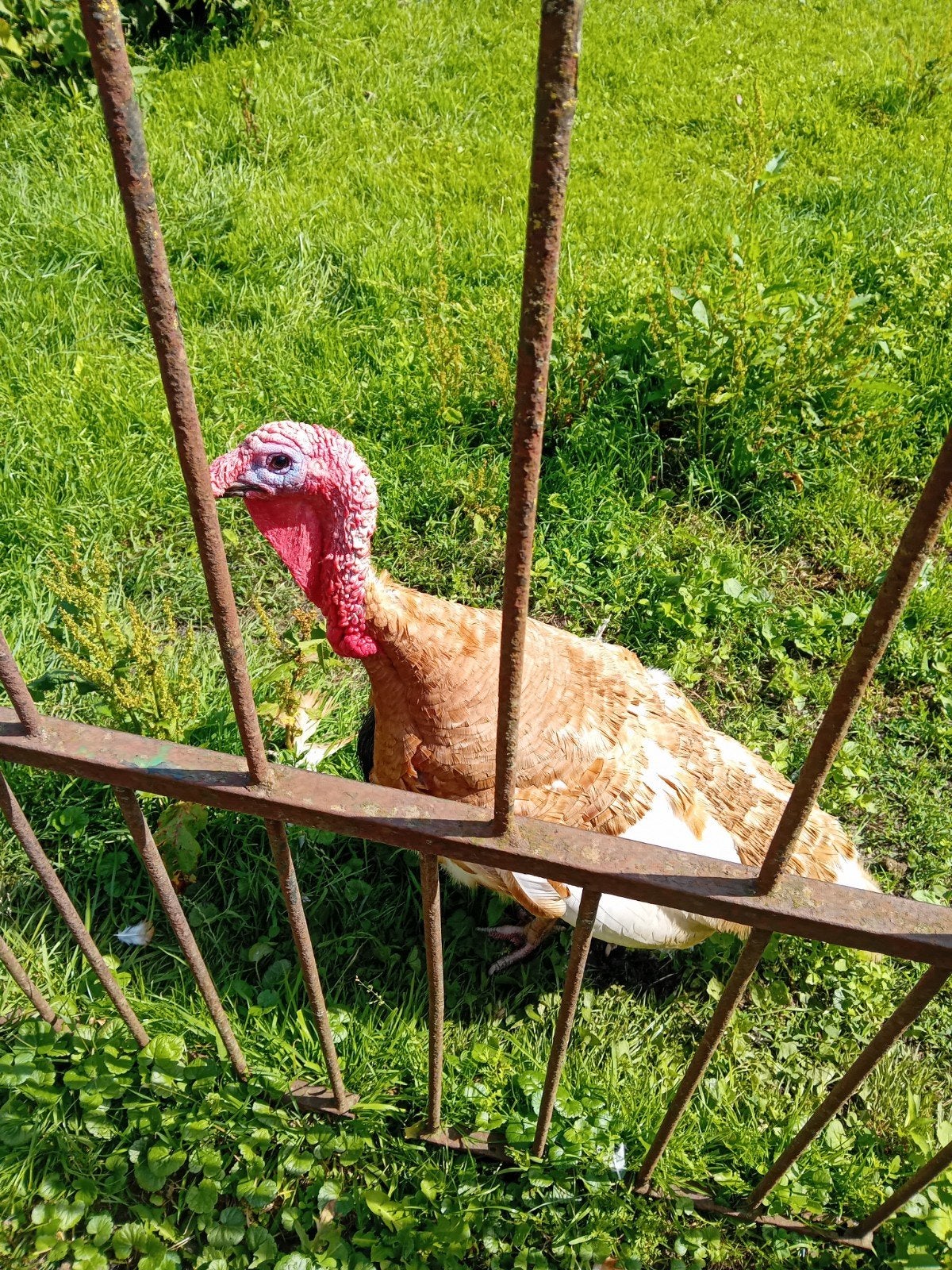 Nog 4 ardener  jonge  kalkoenen  en een heel stel kippen  ku, Meerdere dieren, Kip