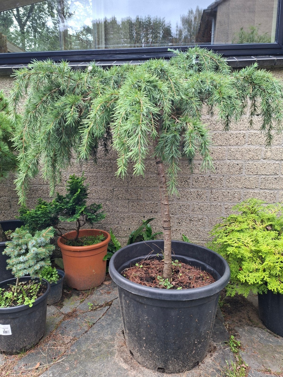 Dwergceder in pot, Volle zon, Vaste plant, Bloeit niet, Ophalen