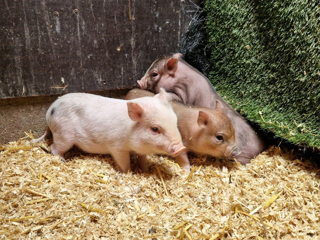 Minivarkens | Jonge biggen in verschillende kleuren, Meerdere dieren, Varken, 0 tot 2 jaar
