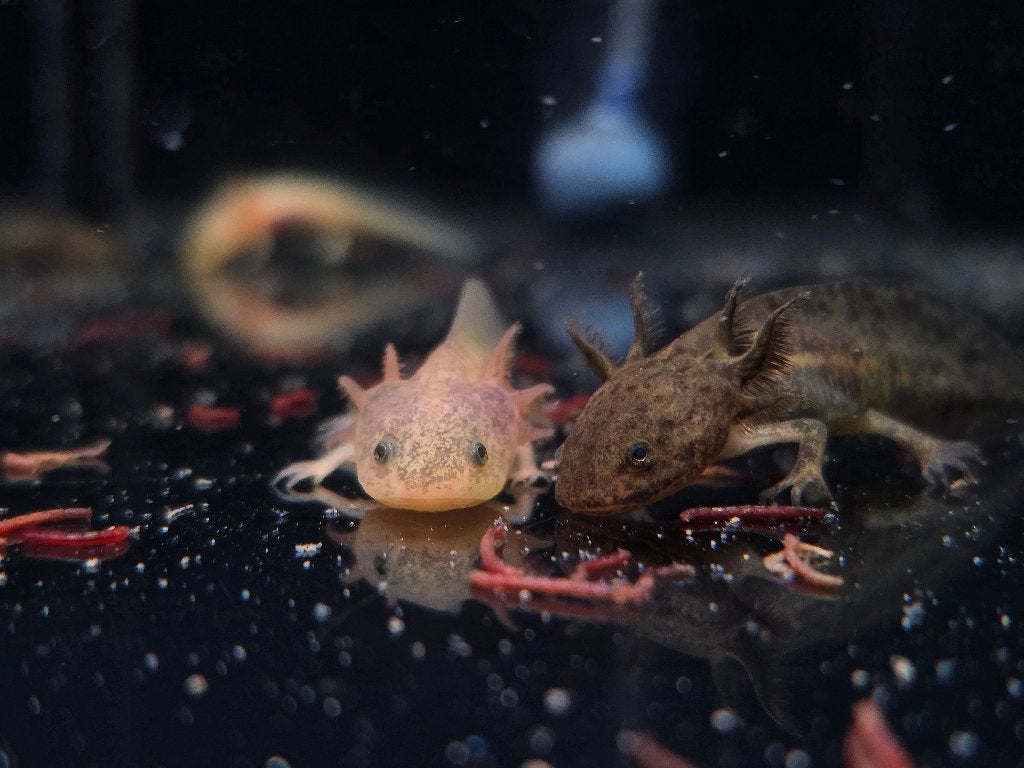 Axolotls, Dieren en Toebehoren, Reptielen en Amfibieën, Amfibie, 0 tot 2 jaar