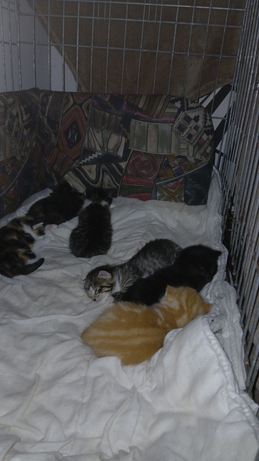 Kittens te koop, Meerdere dieren, Kortharig, 0 tot 2 jaar