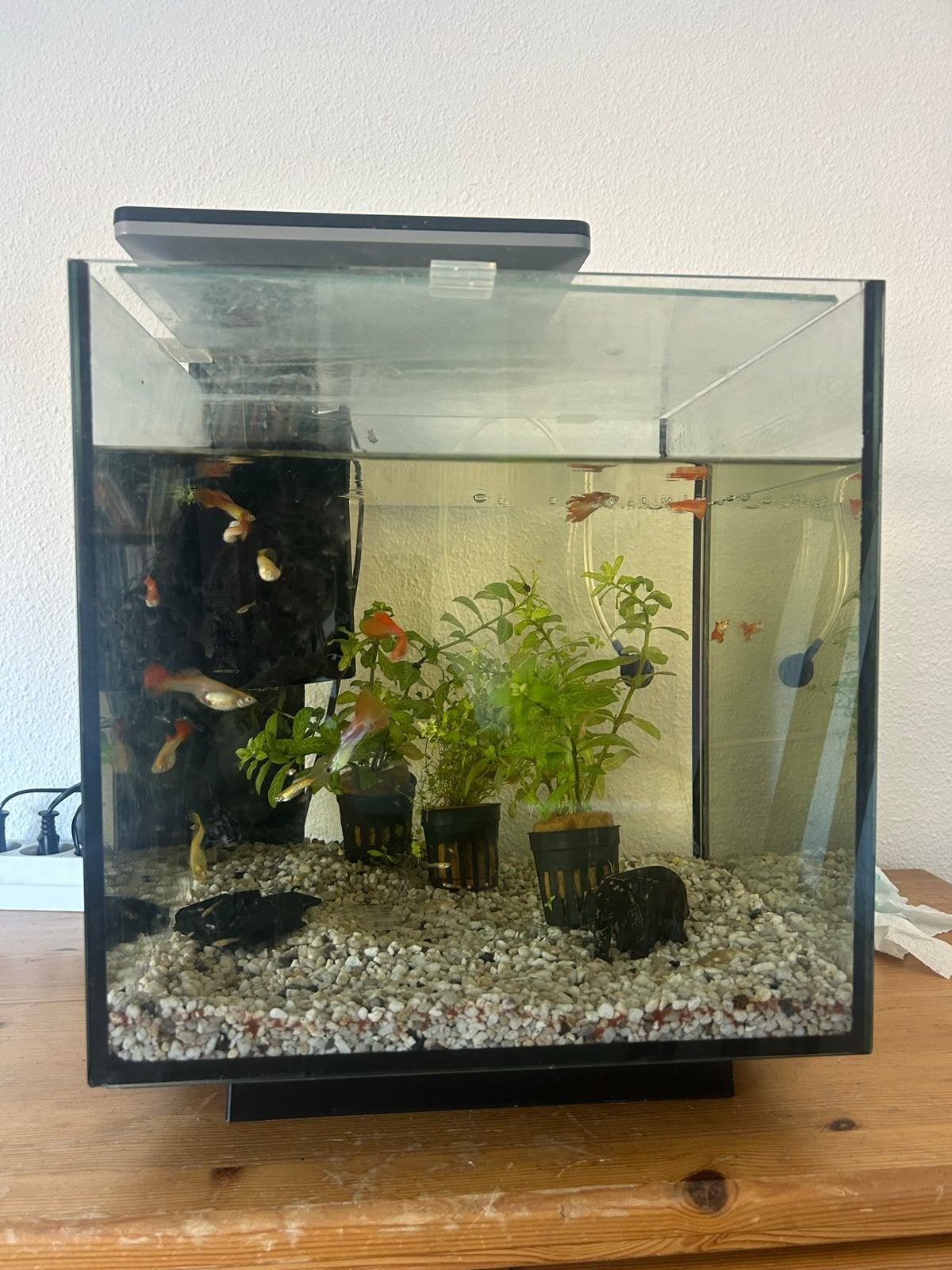 Aquarium, Ophalen, Gevuld zoetwateraquarium