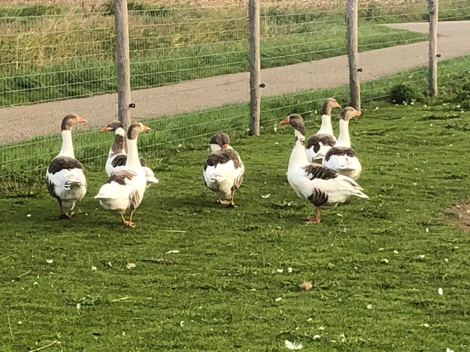 twentse ganzen, Meerdere dieren, Gans of Zwaan