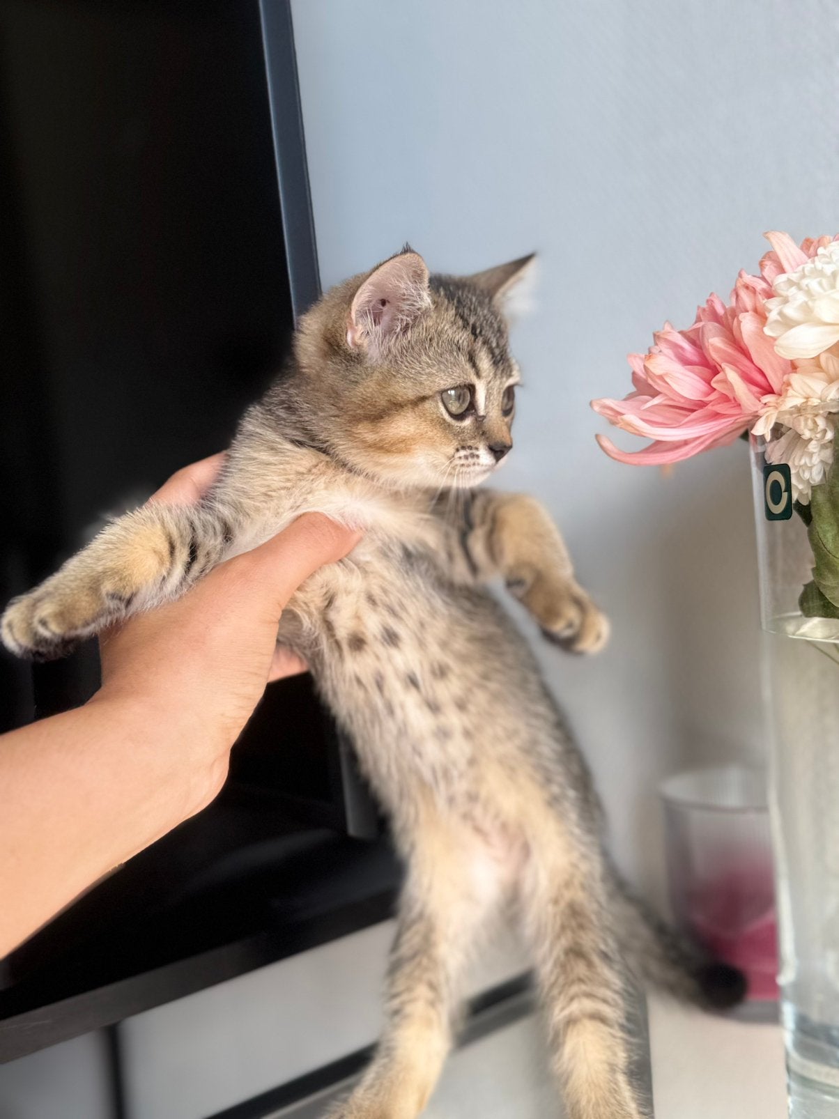 Laatste britse golden shaded kitten poesje, Meerdere dieren, Met stamboom