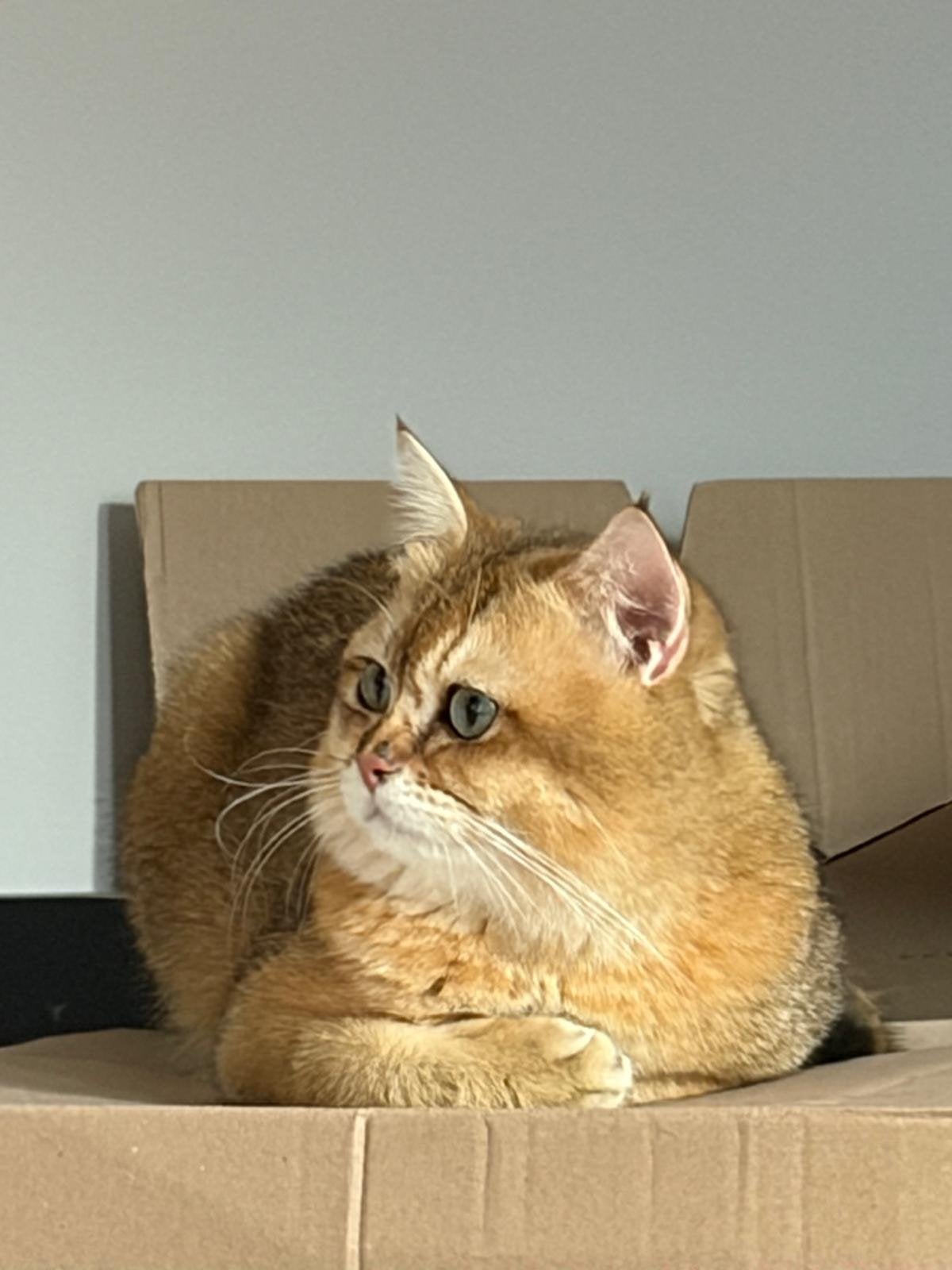 Britse korthaar 2 jaar oud, Dieren en Toebehoren, Katten en Kittens | Overige Katten, Poes