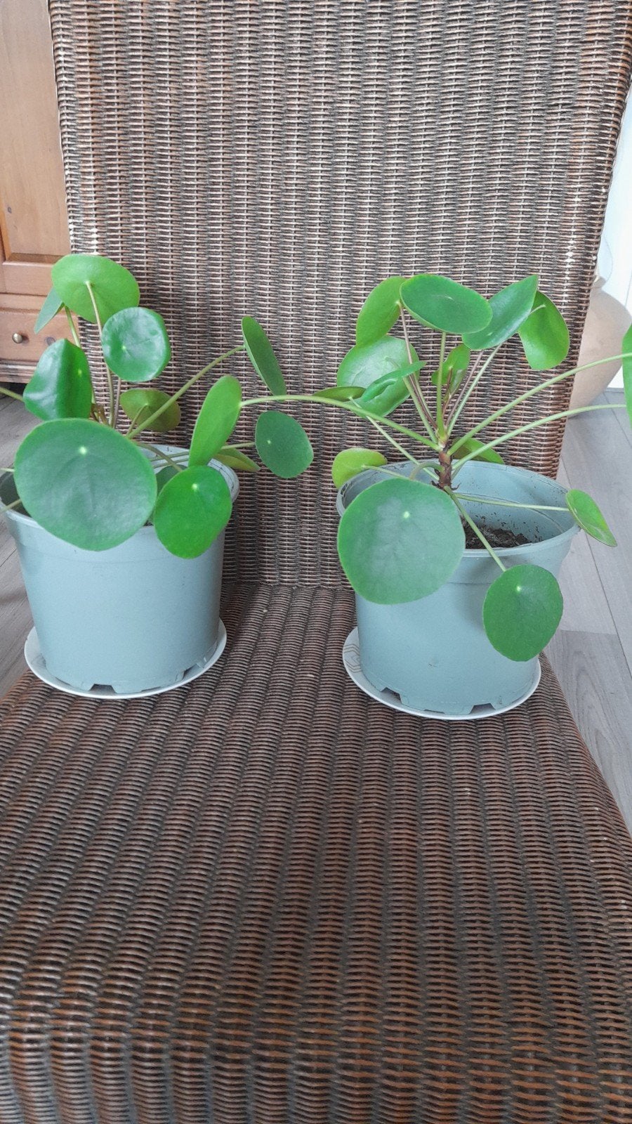 pannenkoek plant, Ophalen, Halfschaduw, Minder dan 100 cm