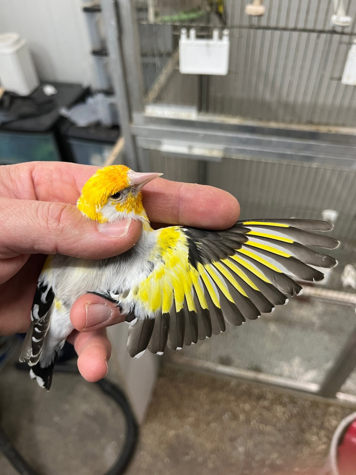 Mooie witkop man, Dieren en Toebehoren, Mannelijk, Geringd