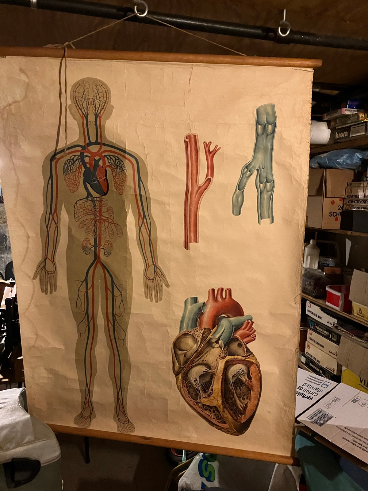 2 Vintage Anatomische Schoolplaten : Bloedsomloop & Gebit, Antiek en Kunst, Ophalen, Natuur en Biologie