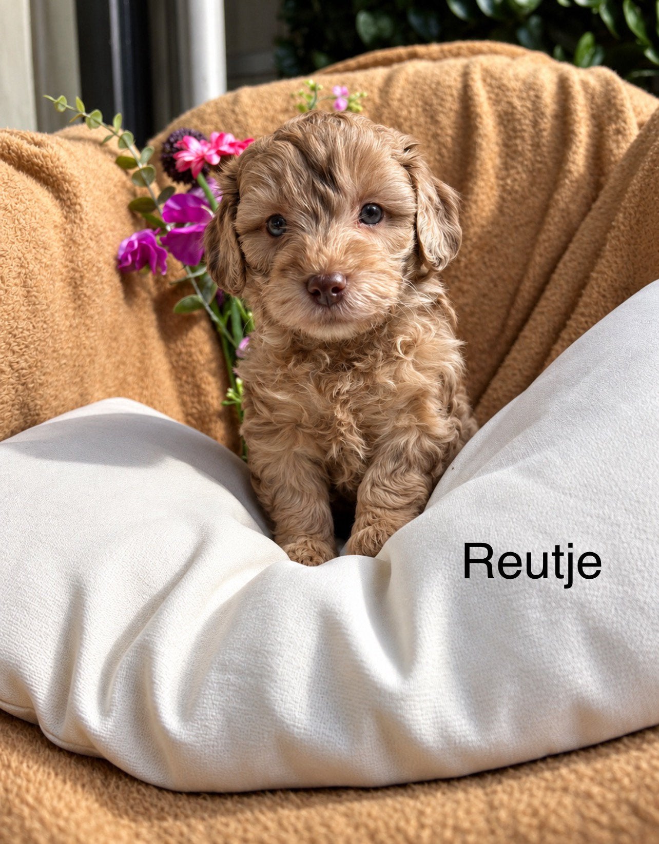 Lieve maltipoo maltezer x dwergpoedel puppys, Overige rassen, CDV (hondenziekte), 8 tot 15 weken, Meerdere
