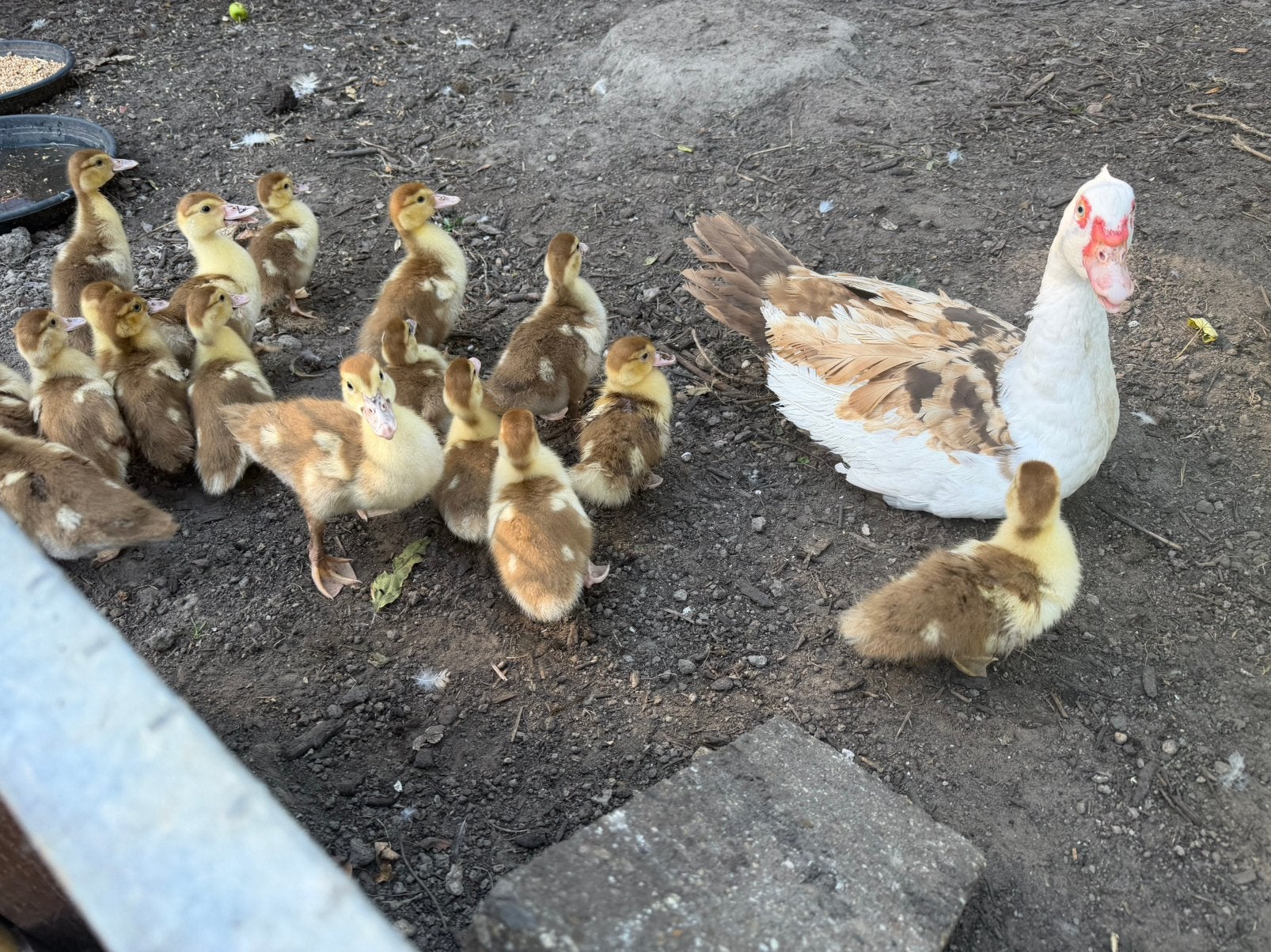 Jonge muskuseenden, Dieren en Toebehoren, Geslacht onbekend, Eend