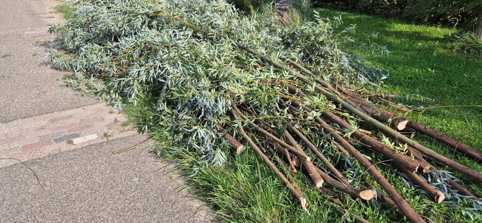 Gratis wilgentakken!, Ophalen