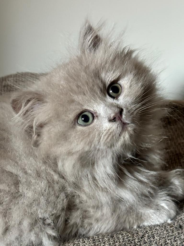 Britse langhaar X Ragdoll kittens, Meerdere dieren, Ontwormd, 0 tot 2 jaar
