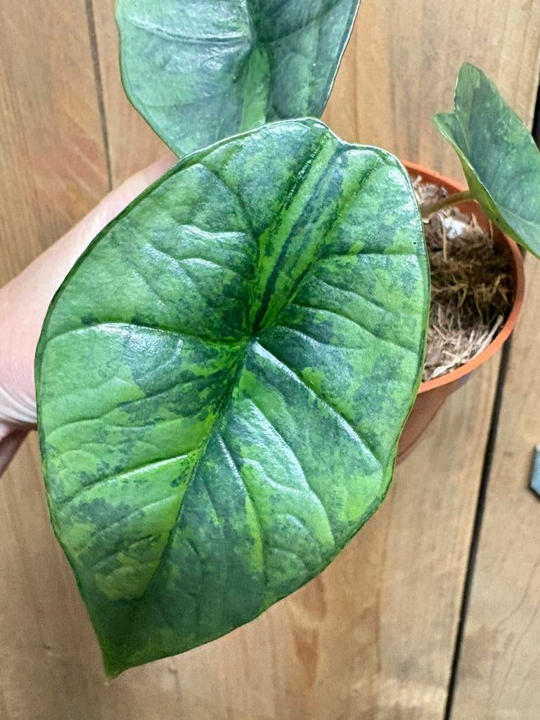 Alocasia platinum variegata plant aurea yellow mint lime, Huis en Inrichting, Kamerplanten, Ophalen of Verzenden, Halfschaduw