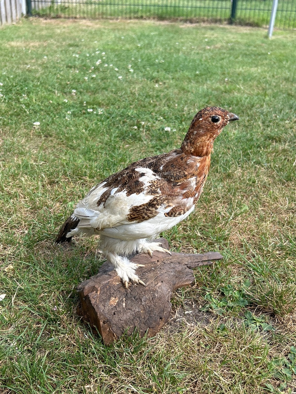 Opgezette vogel - moeras Sneeuwhoen - Kleine schade, Ophalen, Gebruikt, Vogel, Opgezet dier