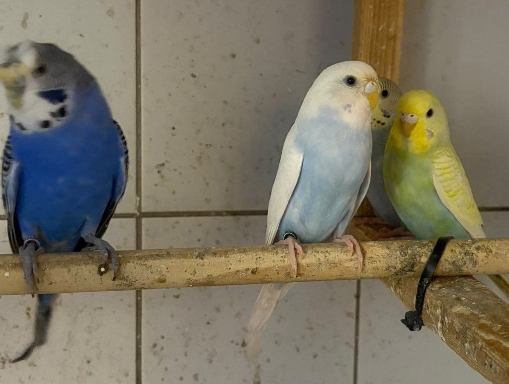 jonge grasparkieten, Dieren en Toebehoren, Vogels | Parkieten en Papegaaien, Meerdere dieren, Parkiet, Geringd