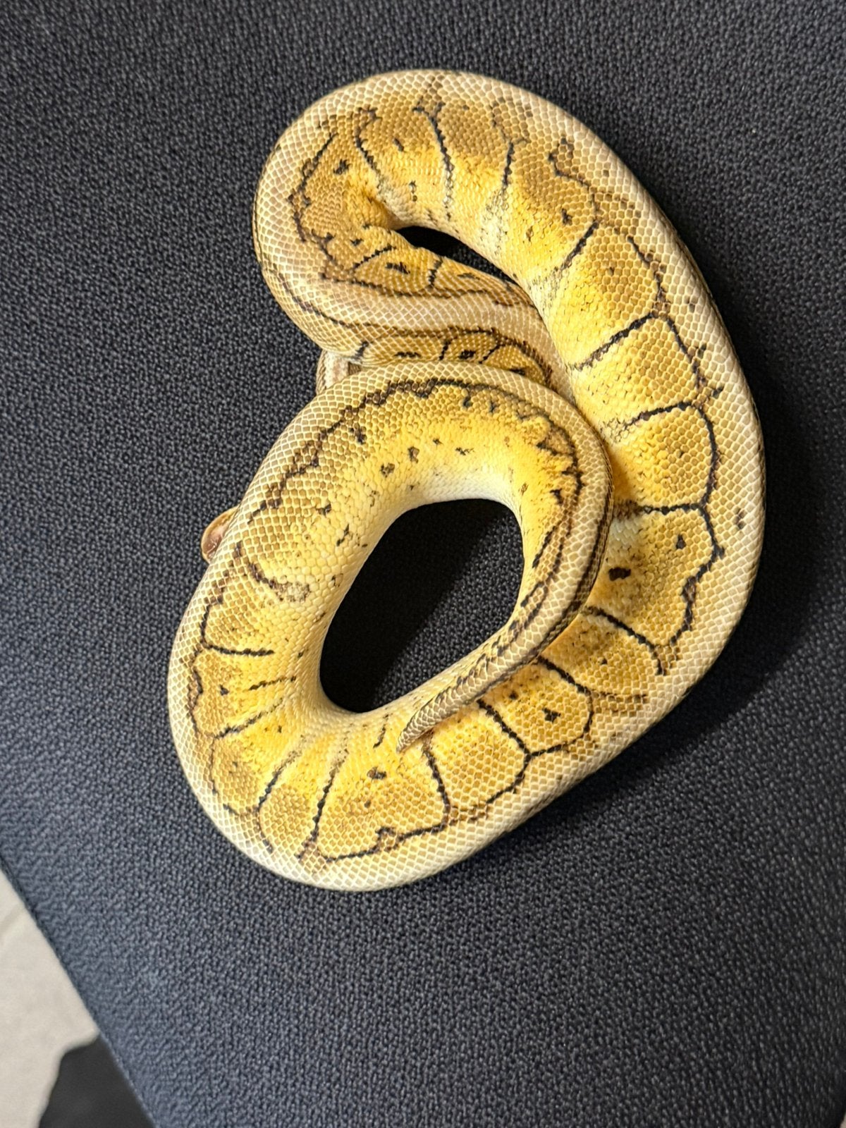 Slangen te koop Ball Python - unknown for sale from Thriconelektro