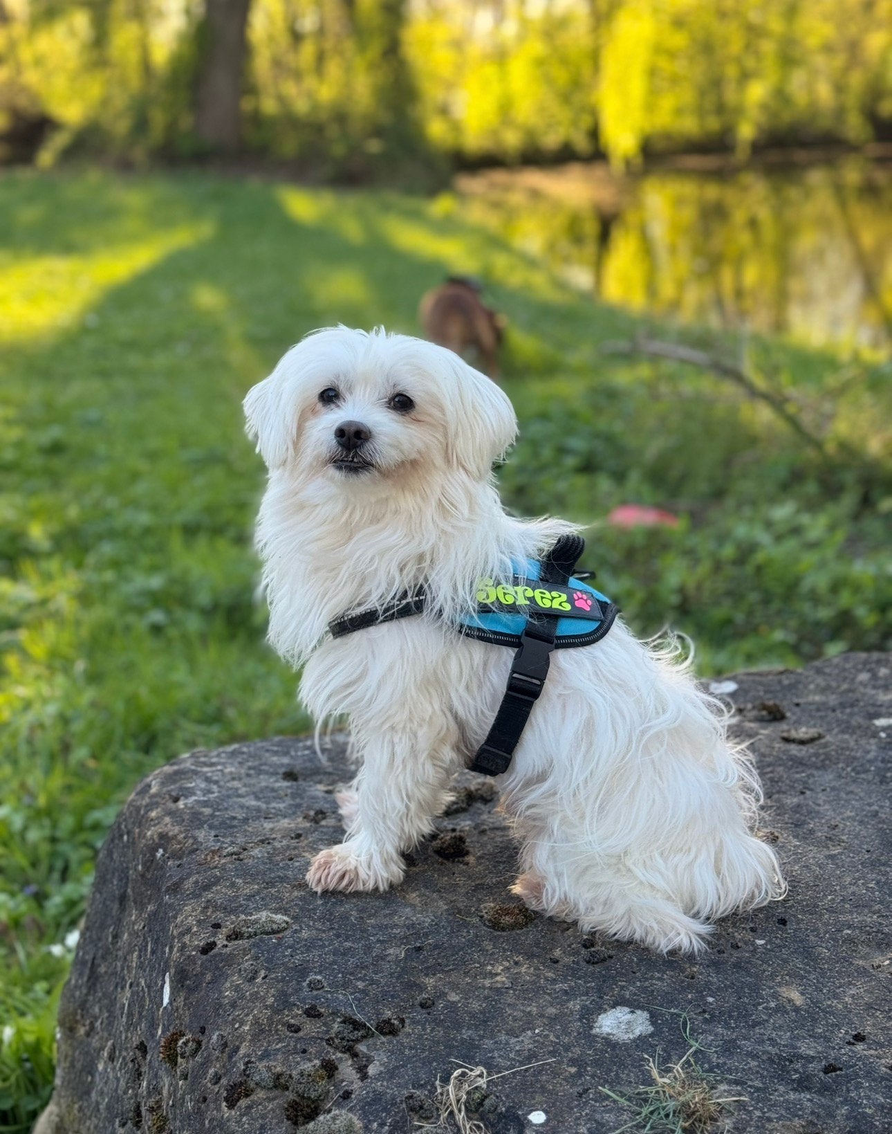 GRATİS TER DEKKİNG MALTEZER ervaren in honden dekking, 6 jaar of ouder, Reu, Parvo, Eén hond